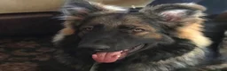 German Shepherd dogs for sale: KC Registered German Shepard Boy 🐾🐾🐾 - Advert 9