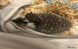 Pygmy Hedgehog rodents for sale: 1 year old Pygmy hedgehog - Image 1