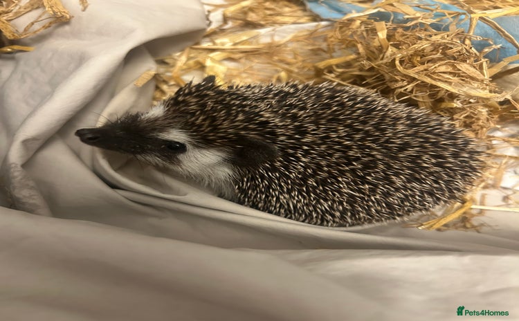 Pygmy Hedgehog rodents - Advert 1