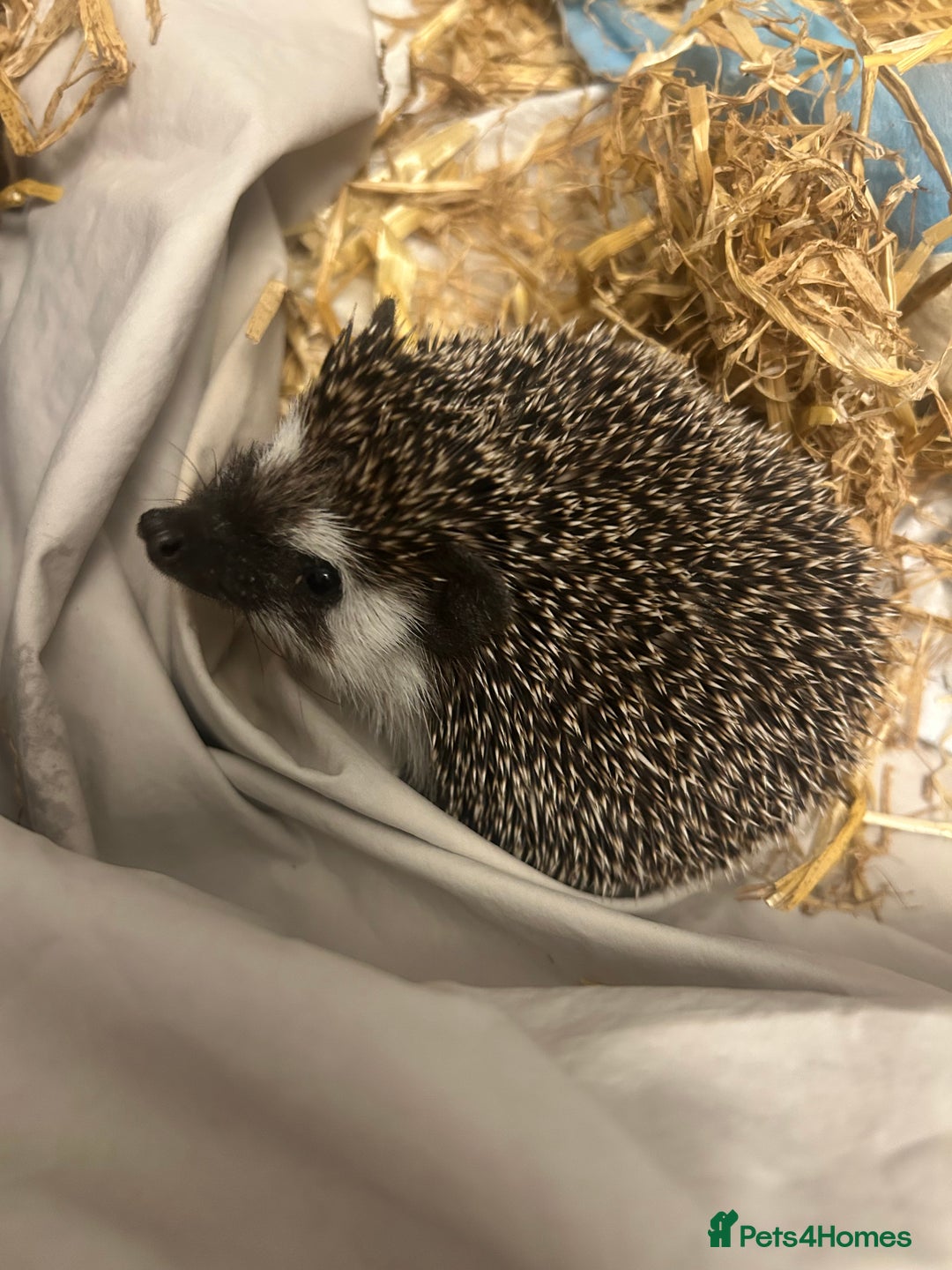 Pygmy Hedgehog rodents for sale: 1 year old Pygmy hedgehog - Image 1