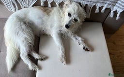 Cairn Terrier dogs for sale: Libby - A Gentle Rescue Terrier Mix 💕 - Image 7