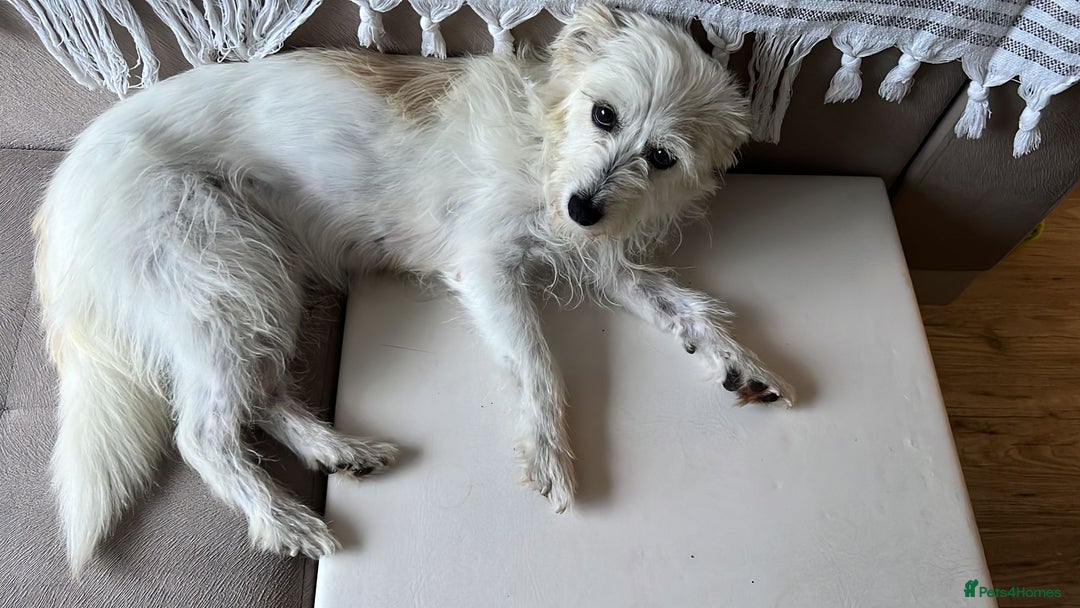 Cairn Terrier dogs for sale: Libby - A Gentle Rescue Terrier Mix 💕 - Image 7