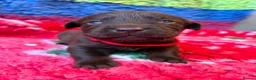 Labrador Retriever dogs for sale: Chocolate Labs Extenively health Tested  - Advert 12