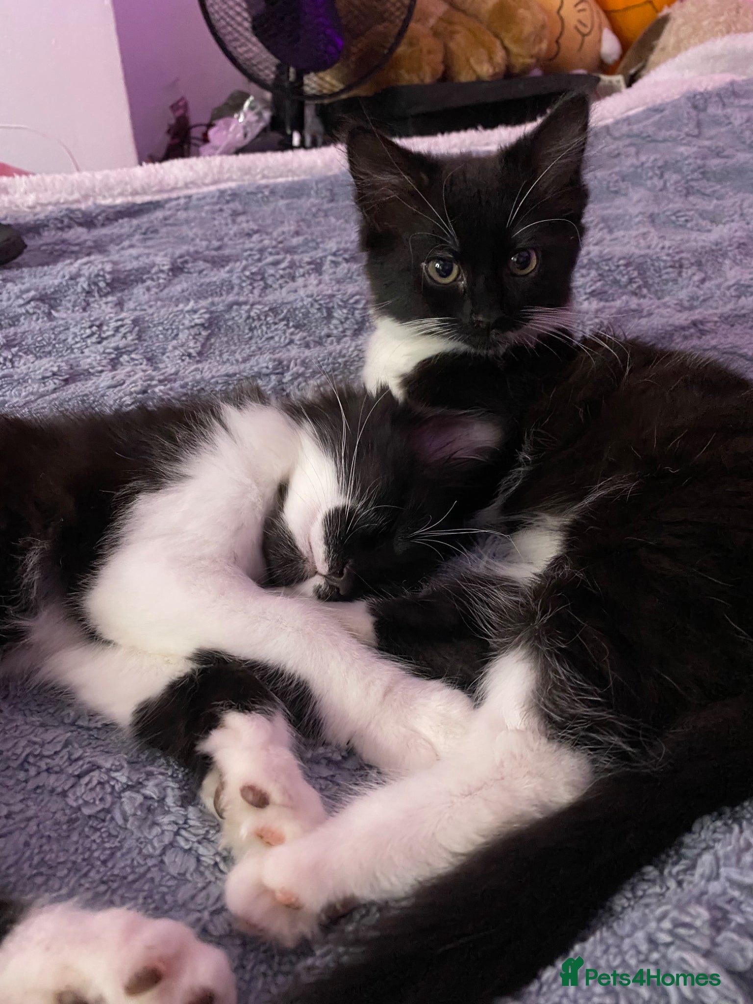 Mixed Breed cats Tuxedo kittens looking for their forever homes  - Advert 4