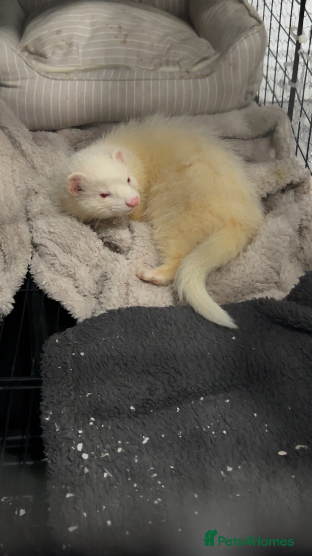 Ferret rodents for sale: 19-week old albino ferret - Advert 1