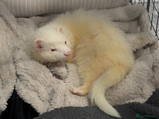 Ferret rodents 19-week old albino ferret - Advert 2