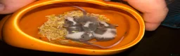 Mouse rodents for sale: Loads of females and males - Advert 7
