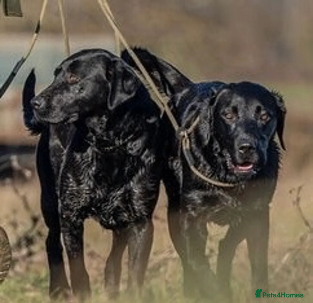 Labrador Retriever dogs for sale: KC Labrador Pups Chunky Traditional  Working - Advert 28