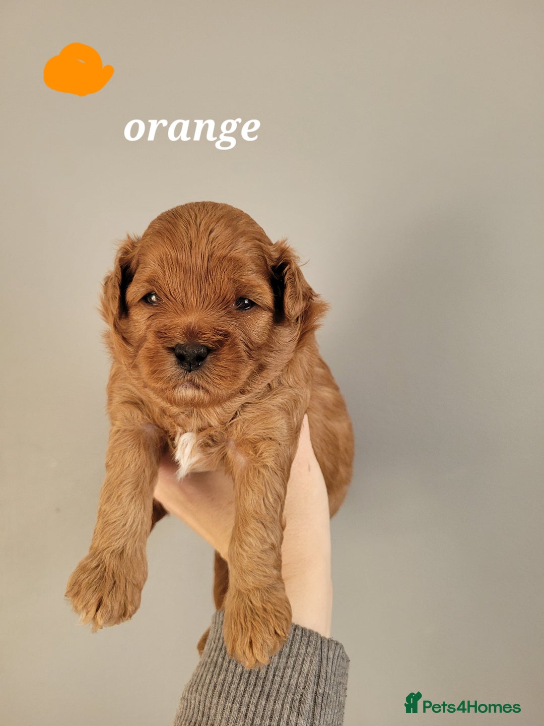 Cavapoo dogs for sale: Adorable mini Cavapoo puppies F1bb - Advert 29