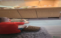 Bearded Dragon reptiles for sale: Bearded Dragon Female - Image 1