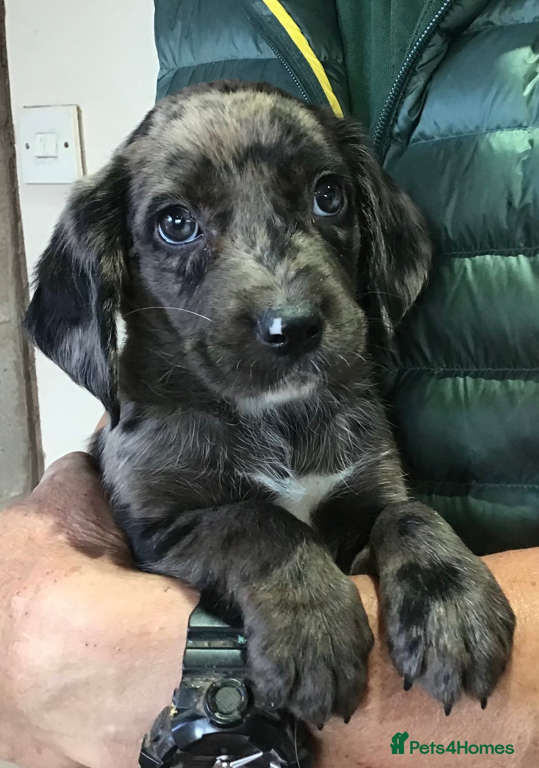 Cocker Spaniel dogs for stud: MERLIN…FOR STUD ONLY - Advert 7