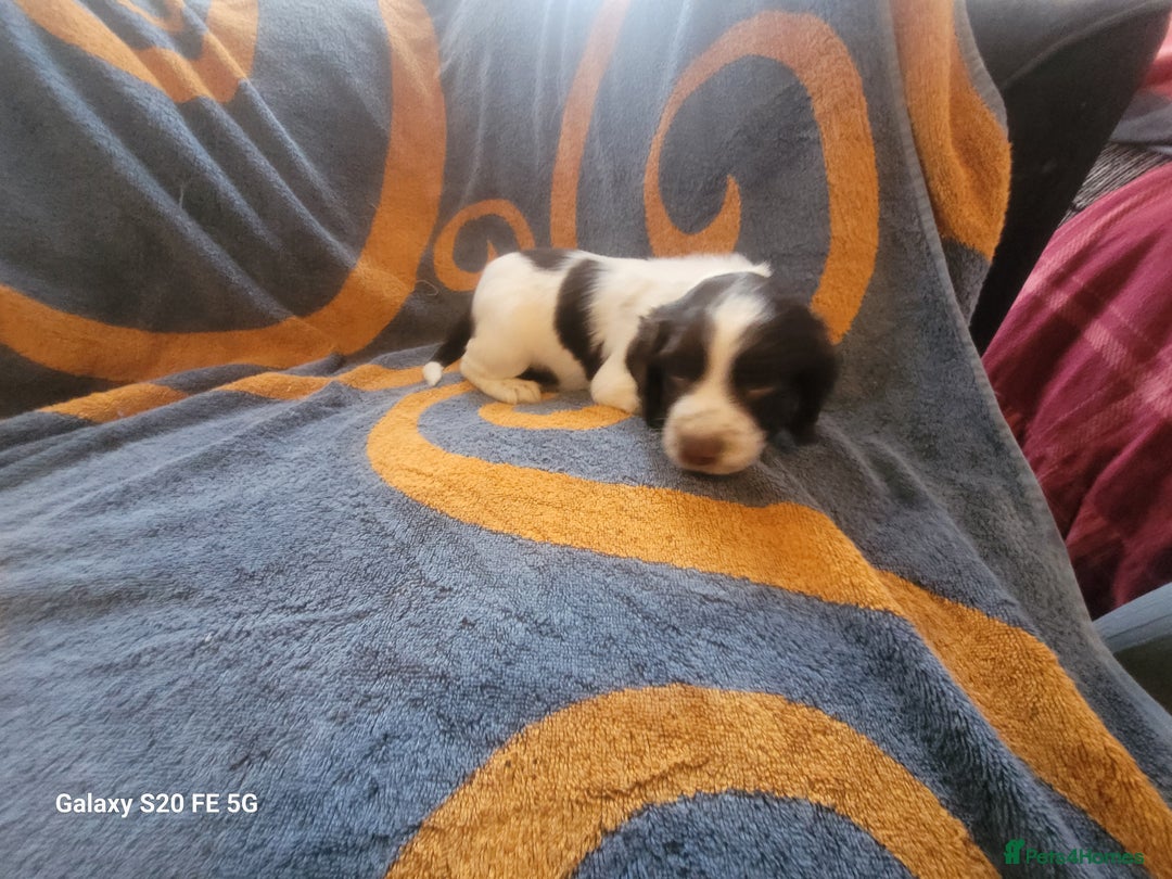 Sprocker dogs for sale: Sprocker pups  - Advert 11