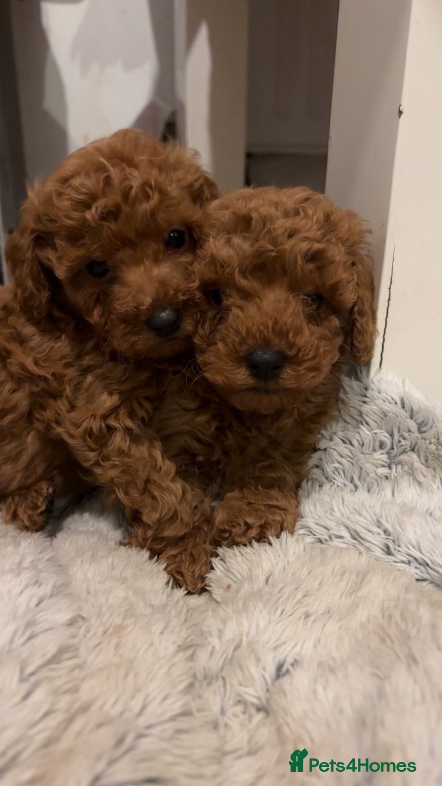 Cavapoo dogs F1b cavapoo puppy’s  - Advert 10