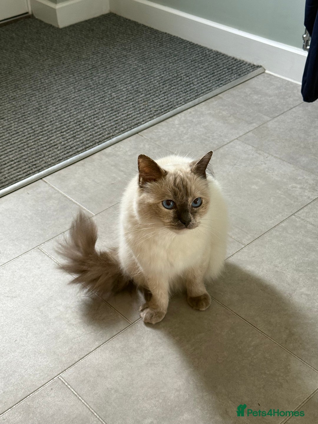 Ragdoll cats for sale: Beautiful Ragdoll for sale  - Image 3