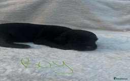 Cocker Spaniel dogs for sale: 9 beautiful cocker spaniel puppies - Image 3