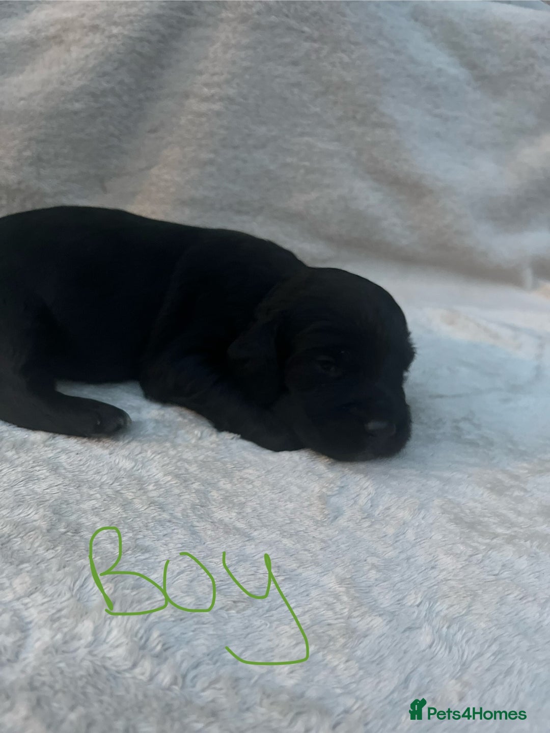 Cocker Spaniel dogs for sale: 9 beautiful cocker spaniel puppies - Image 3