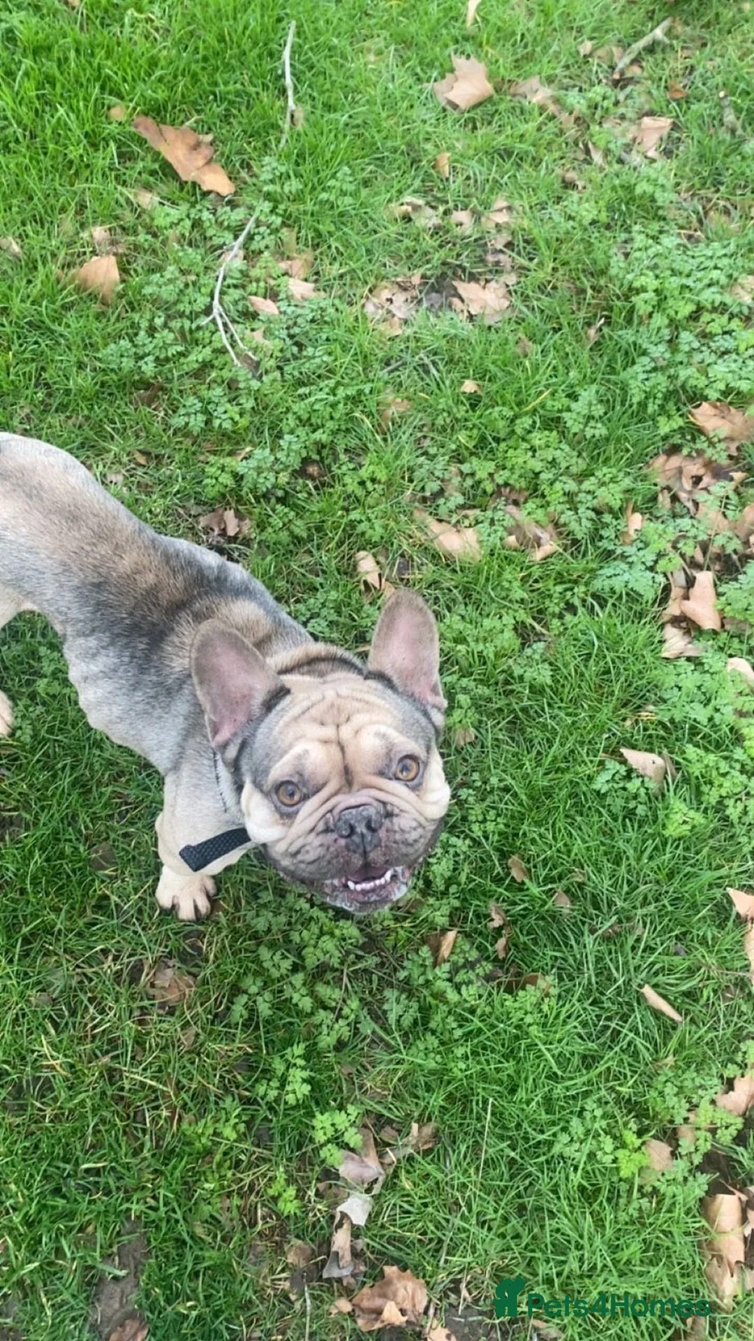 French Bulldog dogs for sale: Bailey - Advert 5