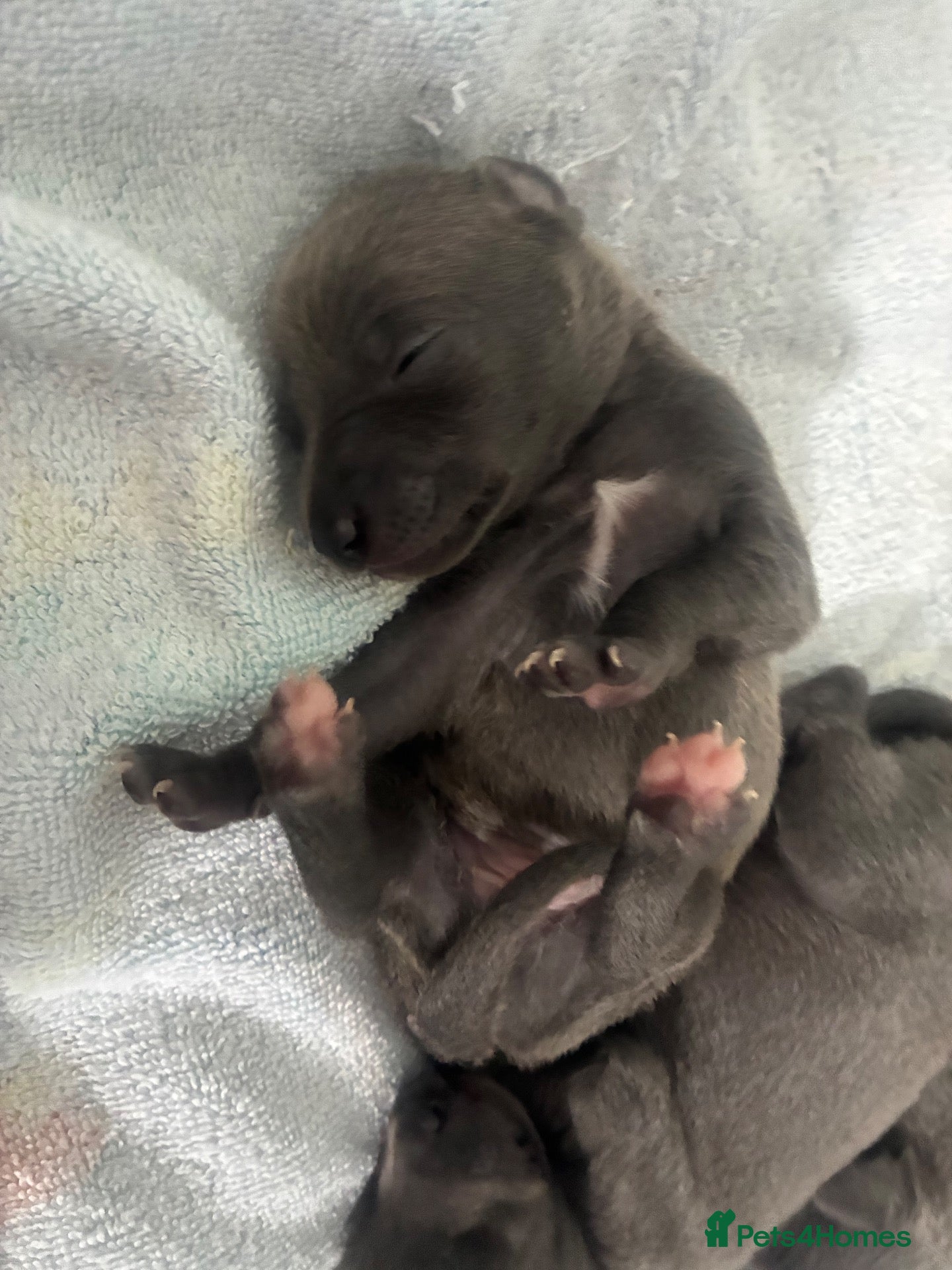 Whippet dogs Blue whippet puppies 💙 - Advert 18
