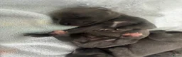 Whippet dogs for sale: Blue whippet puppies 💙 - Advert 8