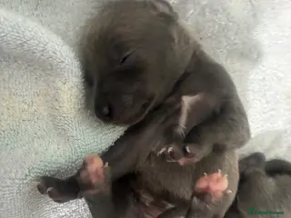 Whippet dogs Blue whippet puppies 💙 - Advert 18
