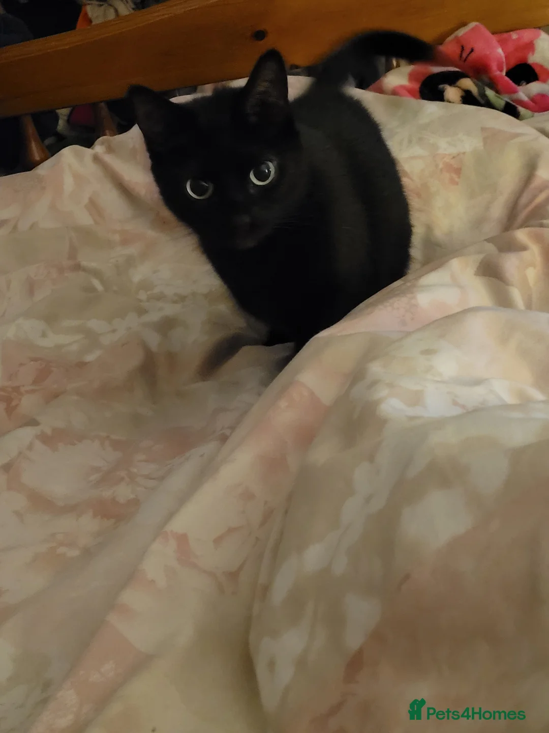 Mixed Breed cats for sale: Boo boo rehoming  - Advert 1