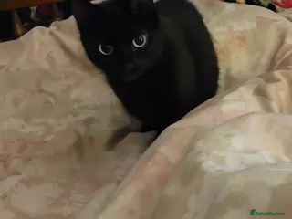 Mixed Breed cats Boo boo rehoming - Advert 1