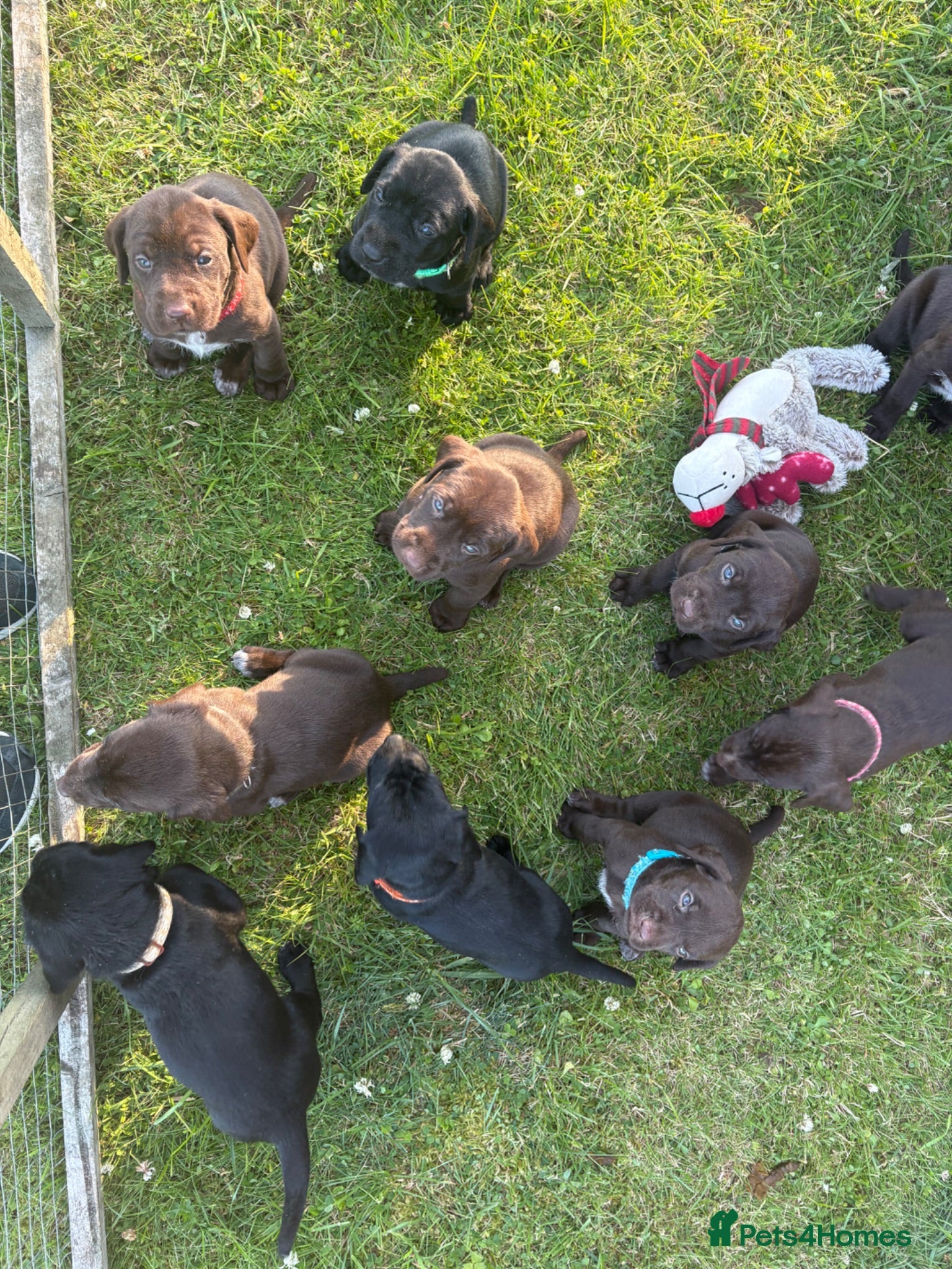 Mixed Breed dogs German Wirehaired Pointer X Labrador puppies - Advert 2