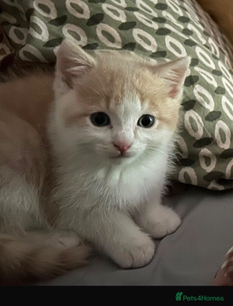Mixed Breed cats British shorthair mix kittens - Advert 1