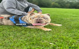 English Bulldog dogs for sale: Lilac tri merle male bulldog- Epic Bullyz sire - Image 3