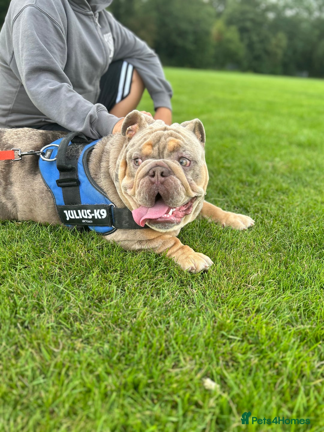 English Bulldog dogs for sale: Lilac tri merle male bulldog- Epic Bullyz sire - Image 3