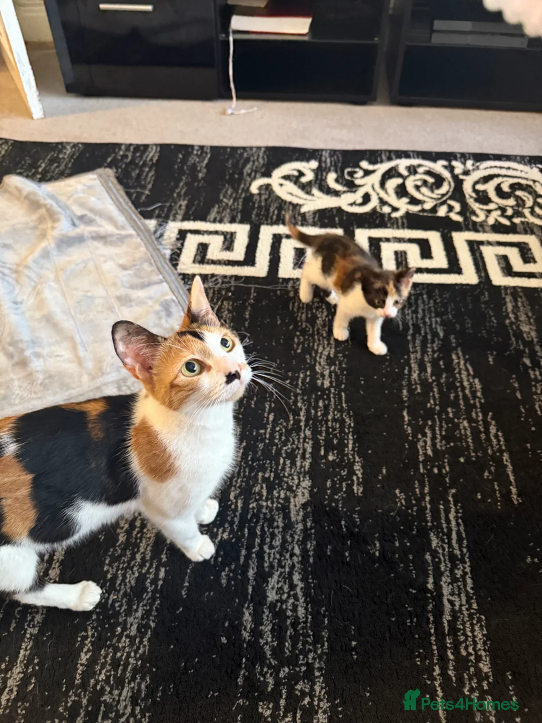 Mixed Breed cats for sale: 3 kittens left  - Advert 7
