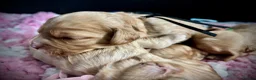 Cavapoo dogs for sale: 💙 Beautiful F1 cavapoo puppies 💞 - Advert 11