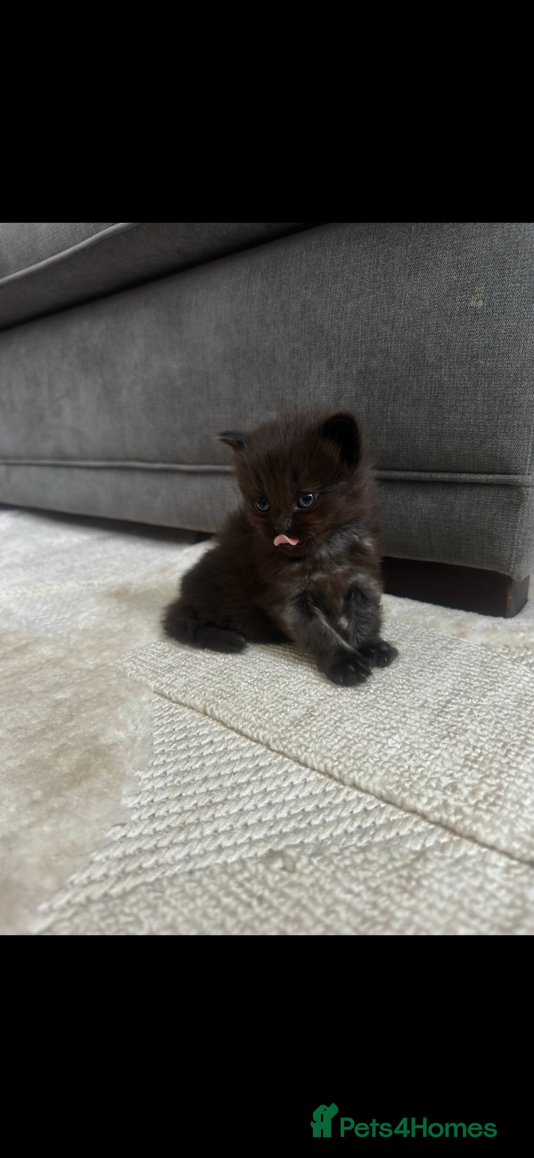 Maine Coon cats for sale: Maine coon x ragdoll kittens - Image 5