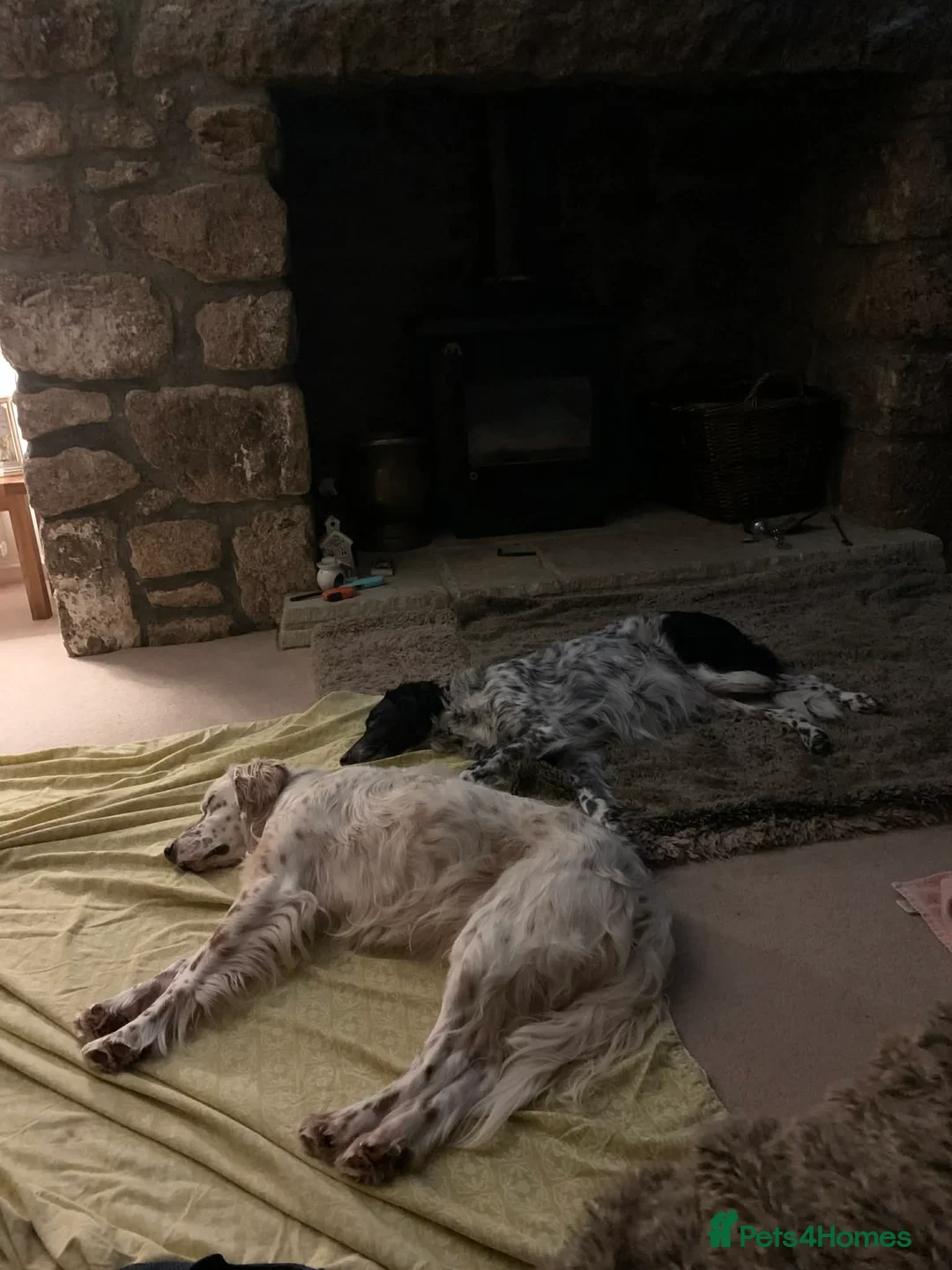 English Setter dogs for adoption: Brego - Advert 6