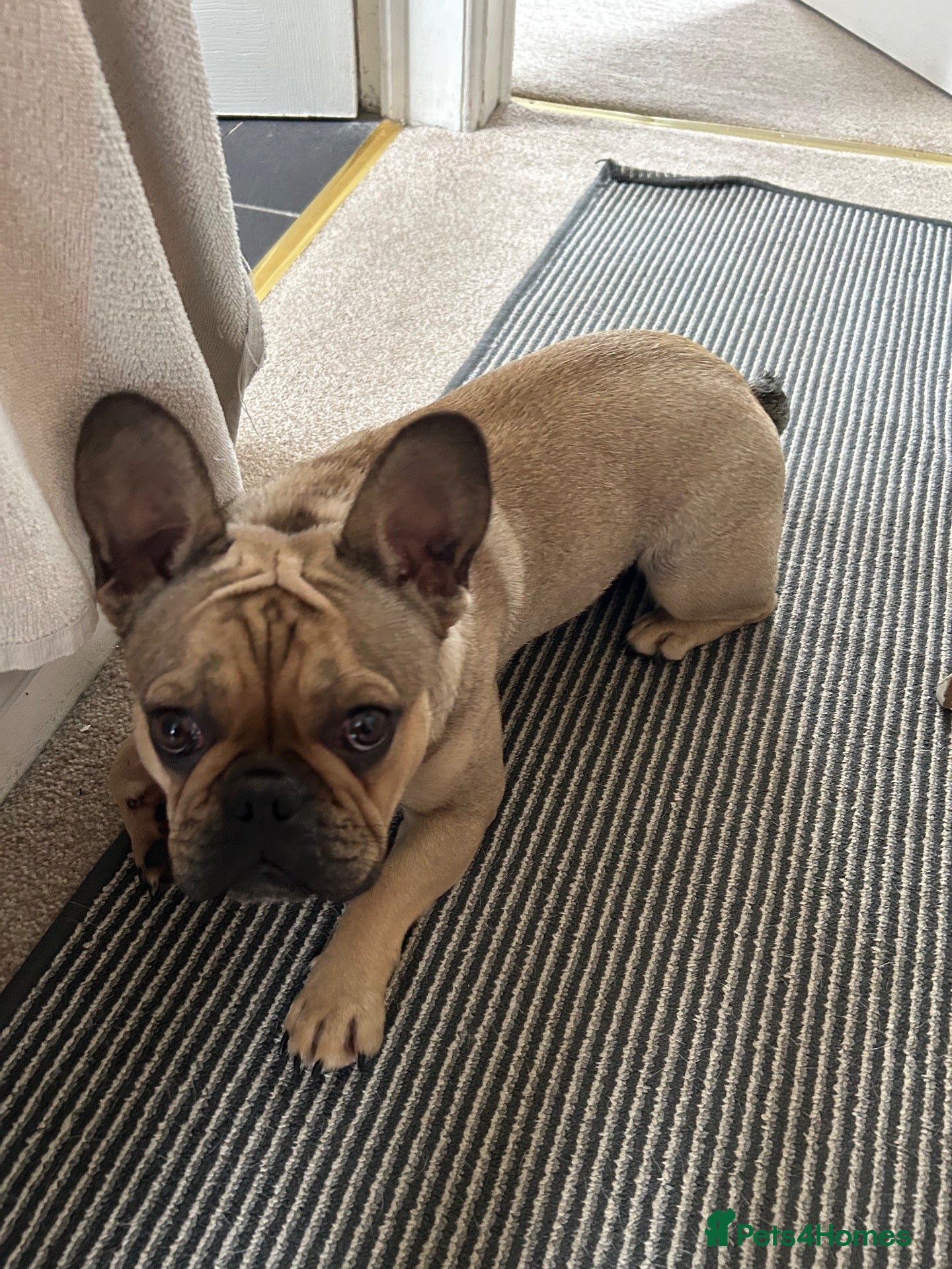 French Bulldog dogs 1 year old French bulldog for sale - Advert 3