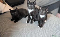 Mixed Breed cats for sale: 🐾 Two adorable kittens boys looking for home - Image 5