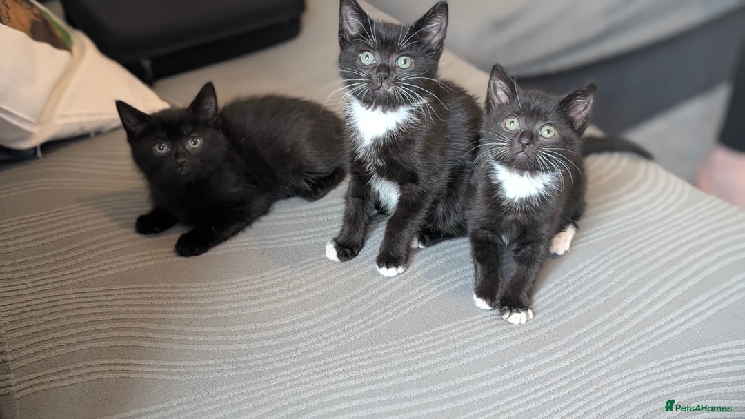 Mixed Breed cats for sale: 🐾 Two adorable kittens boys looking for home - Image 5