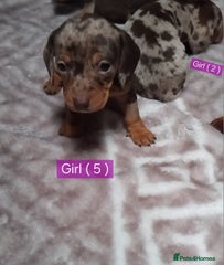Miniature Dachshund Puppy 5