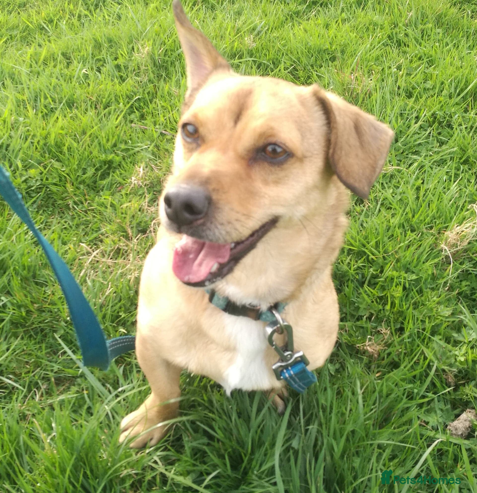 Mixed Breed dogs Monty - 6 Years Old, Male, Terrier Mix - Advert 7