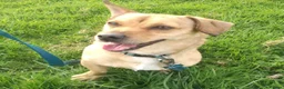 Mixed Breed dogs for adoption: Monty - 6 Years Old, Male, Terrier Mix - Advert 1