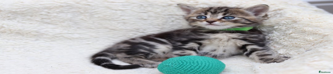 Tabby Boy-green collar