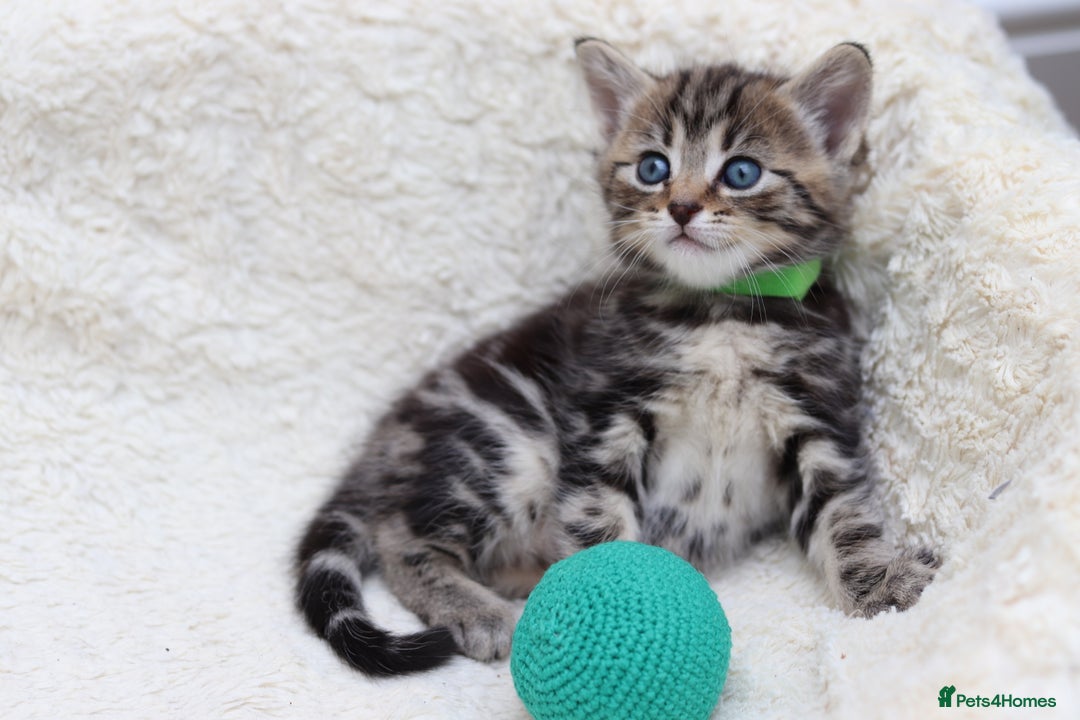Mixed Breed cats for sale: Adorable Kittens Ready SOON - Image 5