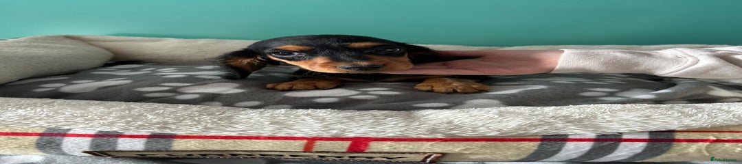 Miniature Dachshund Puppy 1
