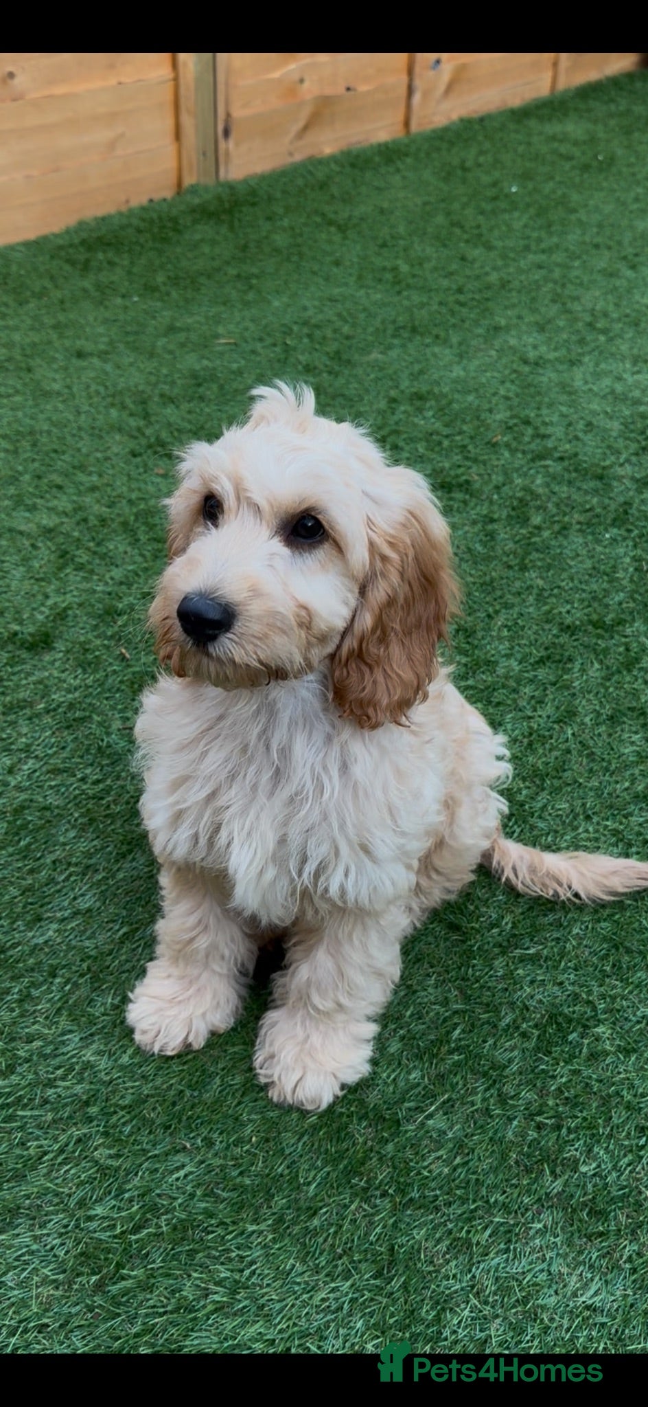Cockapoo dogs ”Reduced-£850” Last Gorgeous cockapoo boy left! - Advert 1