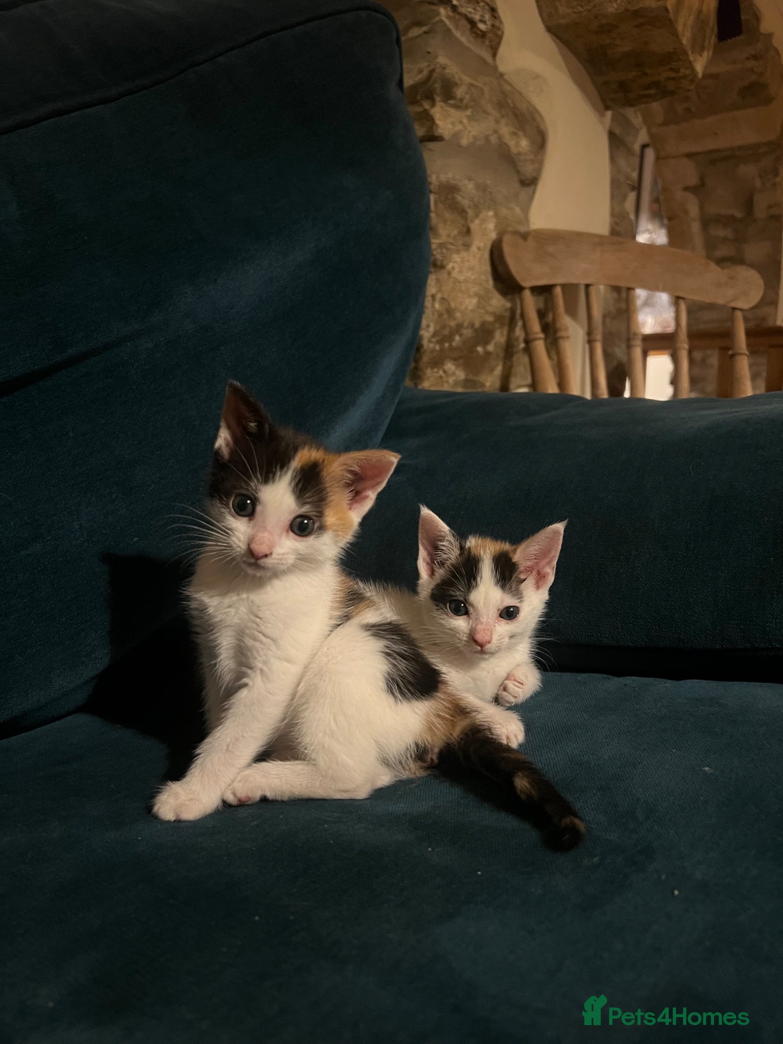 Mixed Breed cats for sale: Gorgeous Friendly Calico kittens - Advert 1