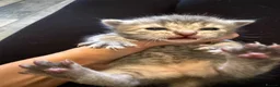 Mixed Breed cats for sale: 1 grey female 4 tabby female kittens - Advert 18
