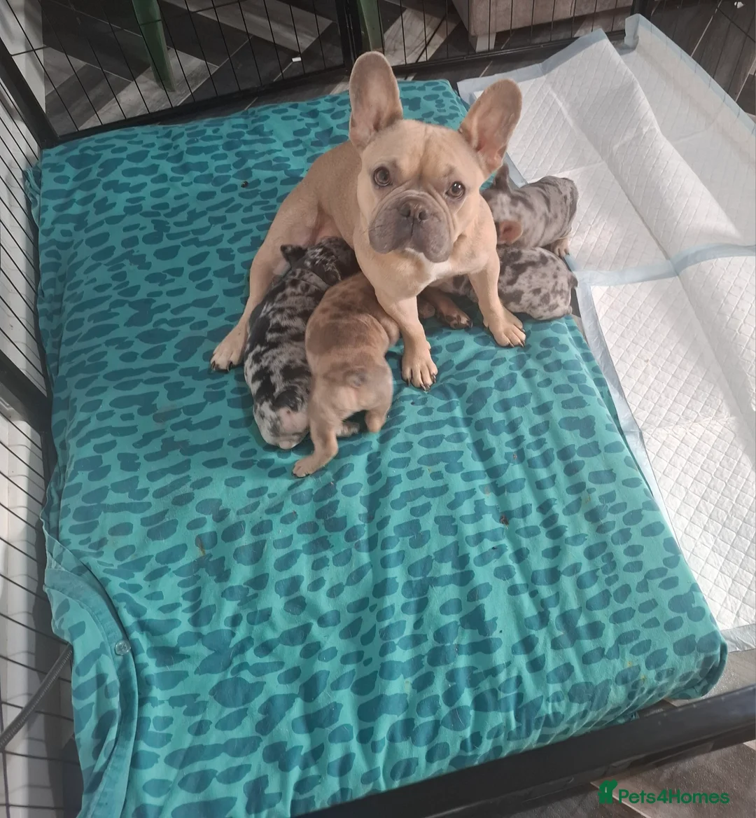 French Bulldog dogs for sale: Kc Registered Merle French Bulldog puppy in Birmingham - Advert 8