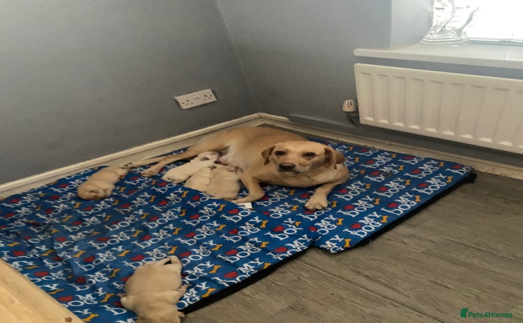 Labrador Retriever dogs - Advert 1