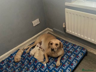 Labrador Retriever dogs - Advert 25