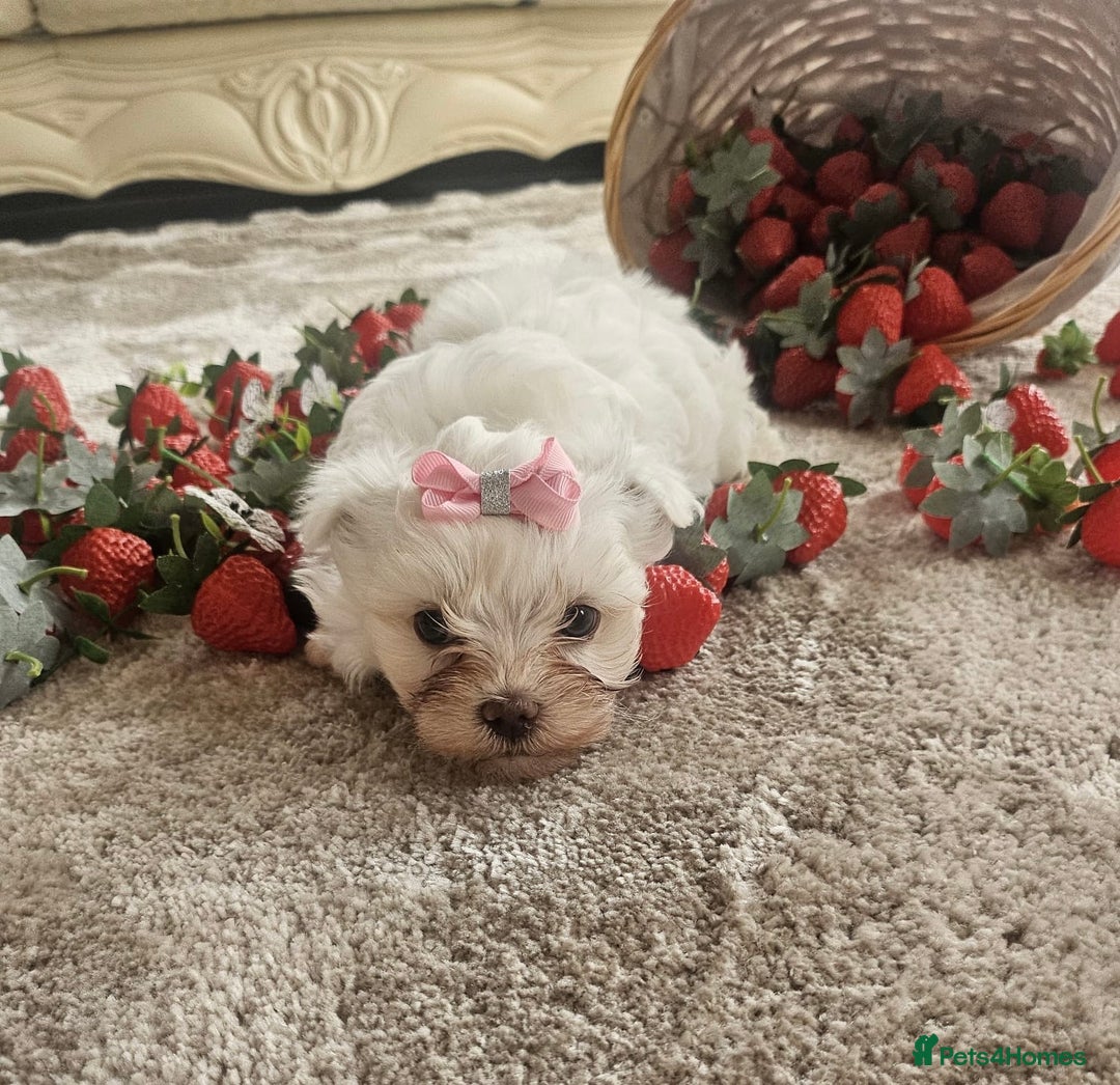 Maltese dogs for sale: Maltese puppies pedigree - Image 8